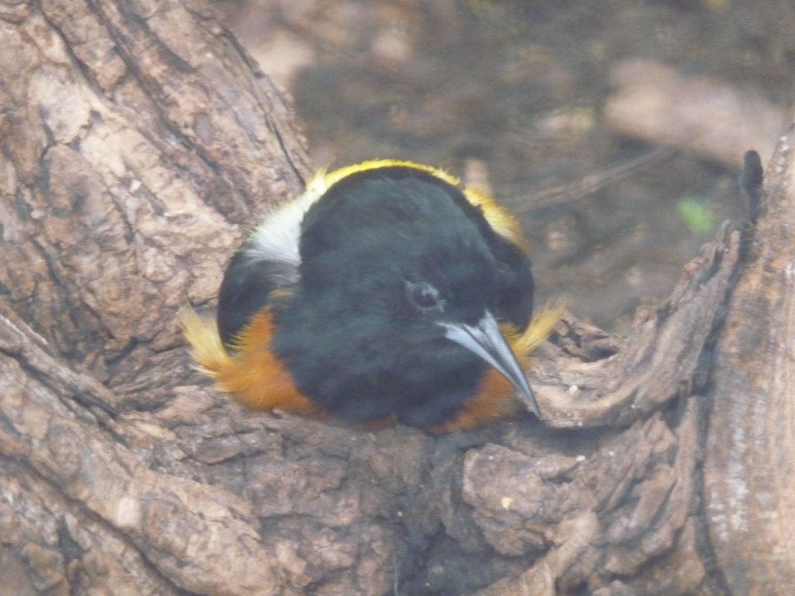 monserrat oriole london zoo
