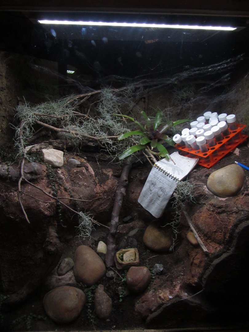 Monserrat Tarantula Exhibit