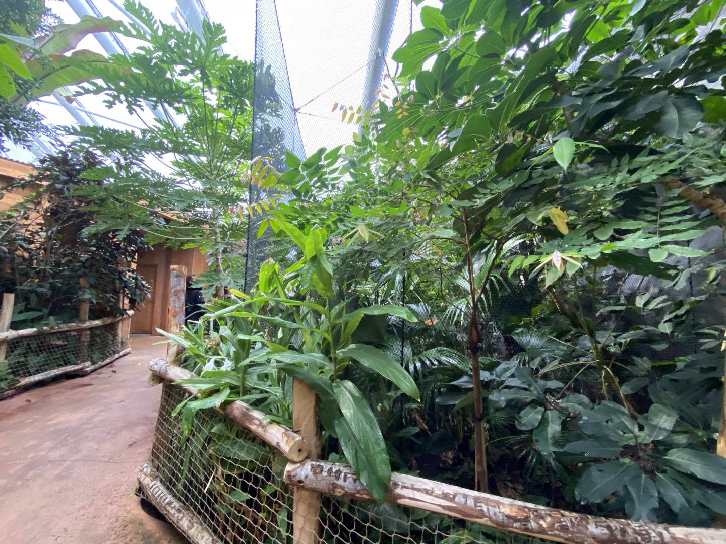 Monsoon Forest 181021