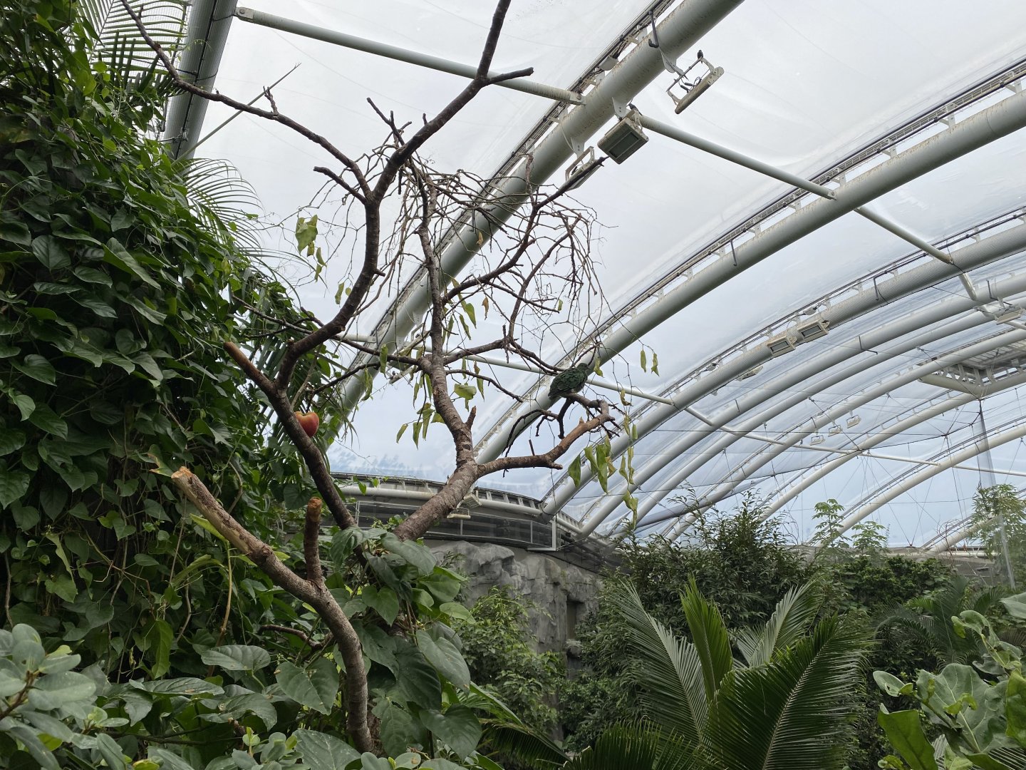 Monsoon Forest 181021