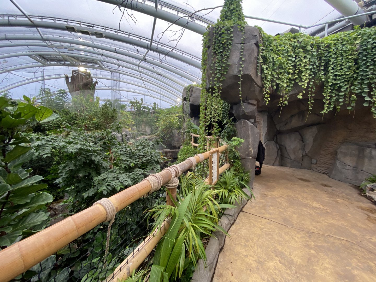 Monsoon Forest 181021