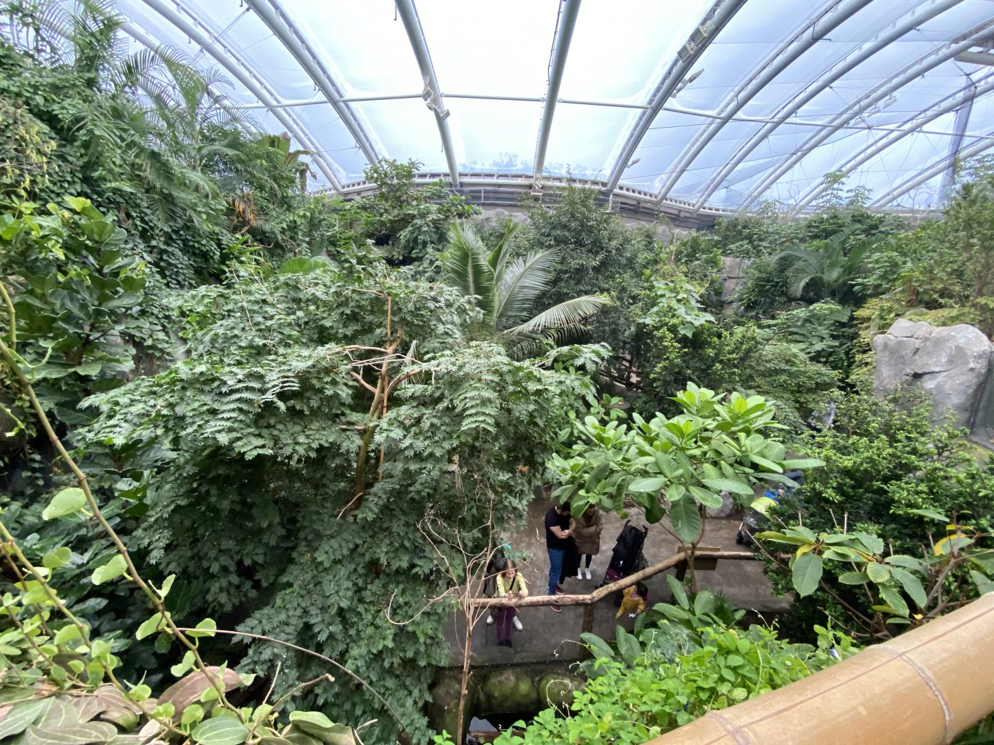 Monsoon Forest 181021