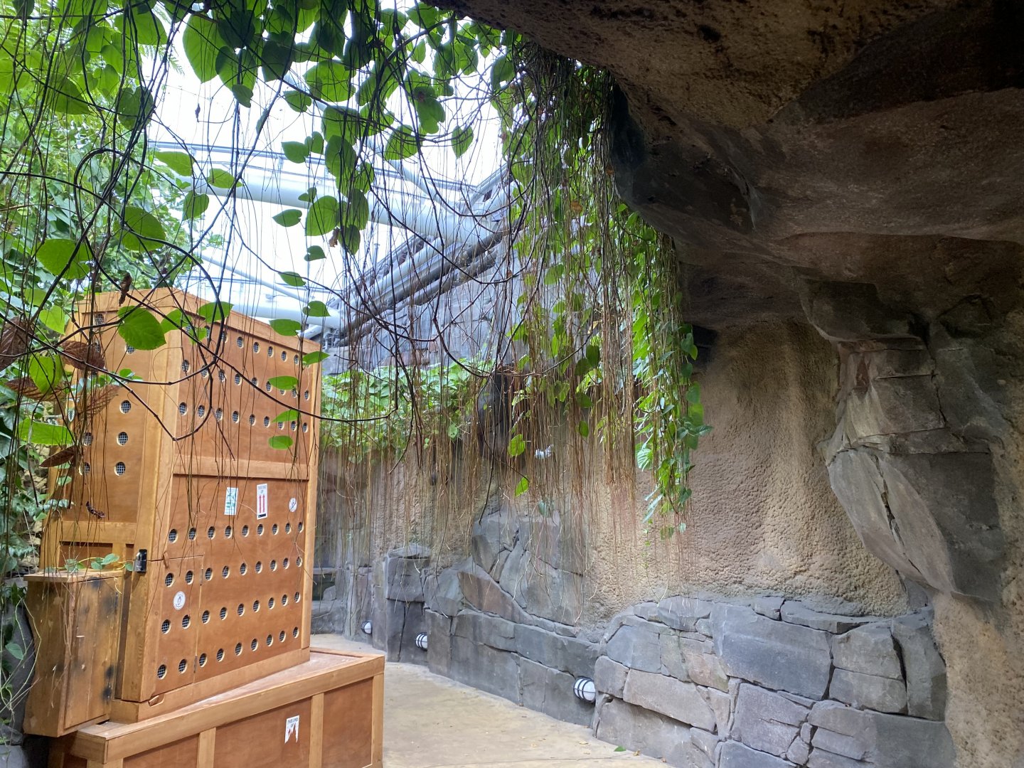 Monsoon Forest 181021