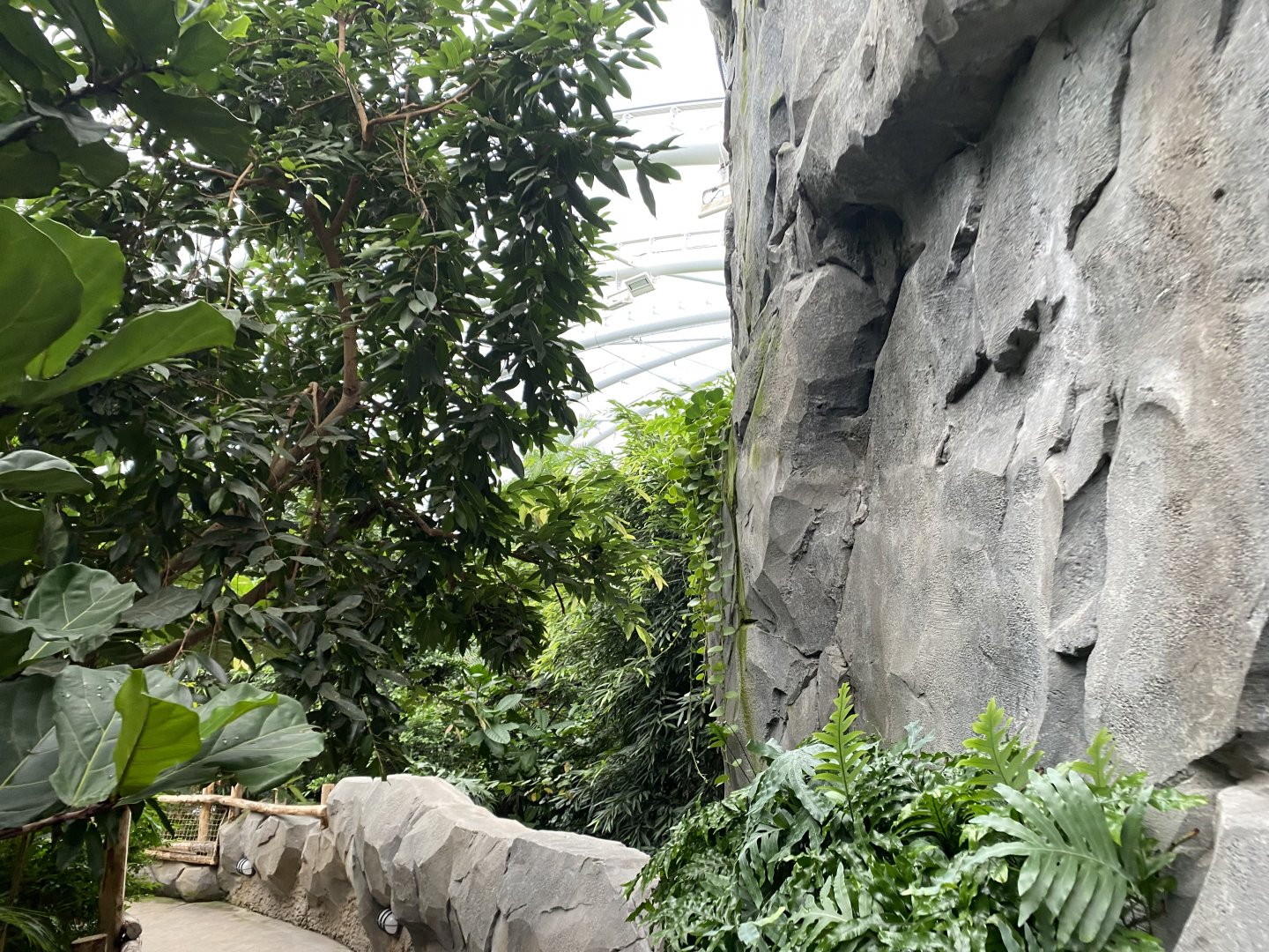 Monsoon Forest 181021