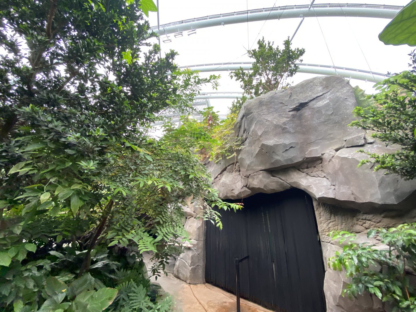 Monsoon Forest 181021