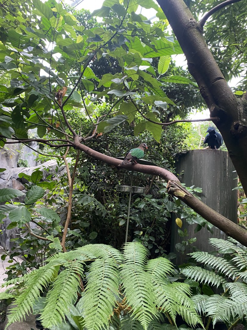 Monsoon Forest 181021