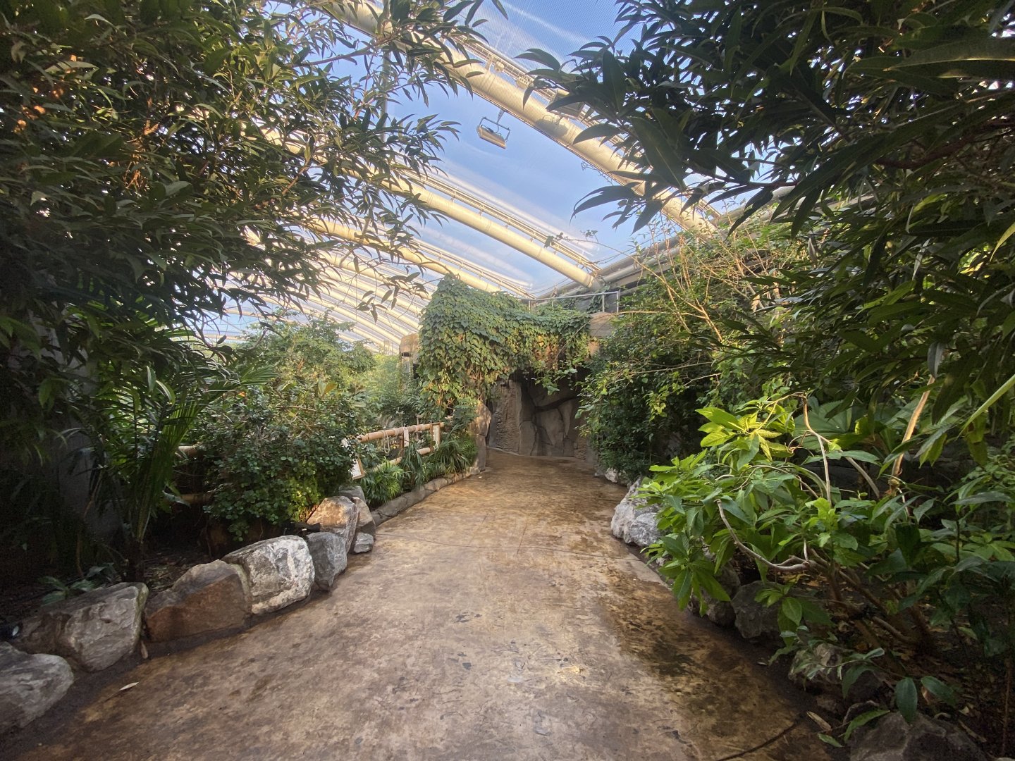 Monsoon Forest 241123