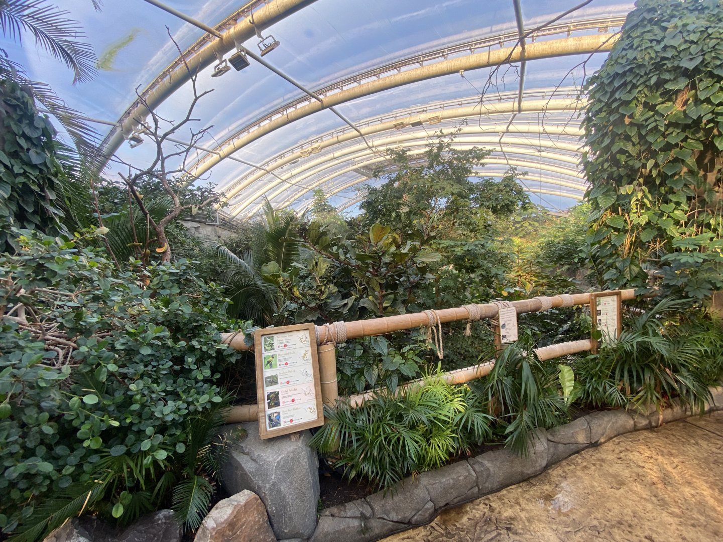 Monsoon Forest 241123