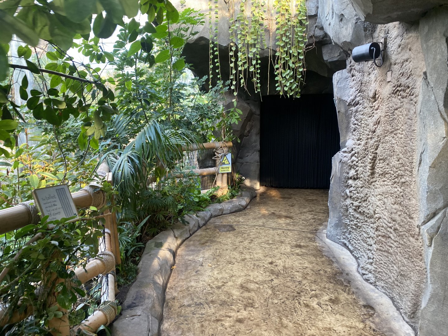 Monsoon Forest 241123