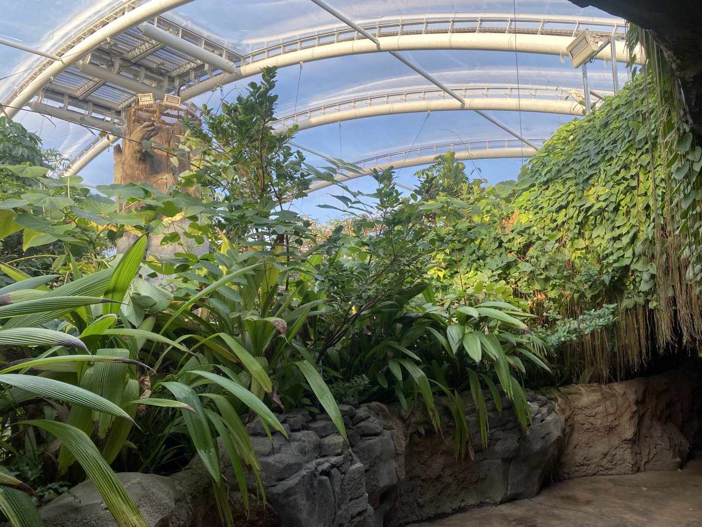 Monsoon Forest 241123