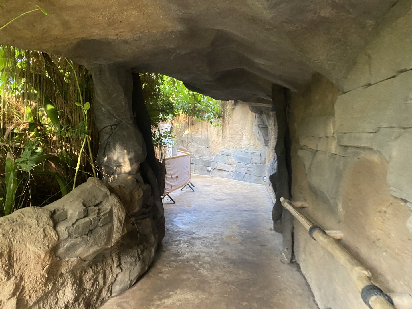 Monsoon Forest 241123