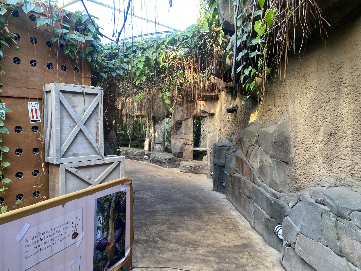 Monsoon Forest 241123