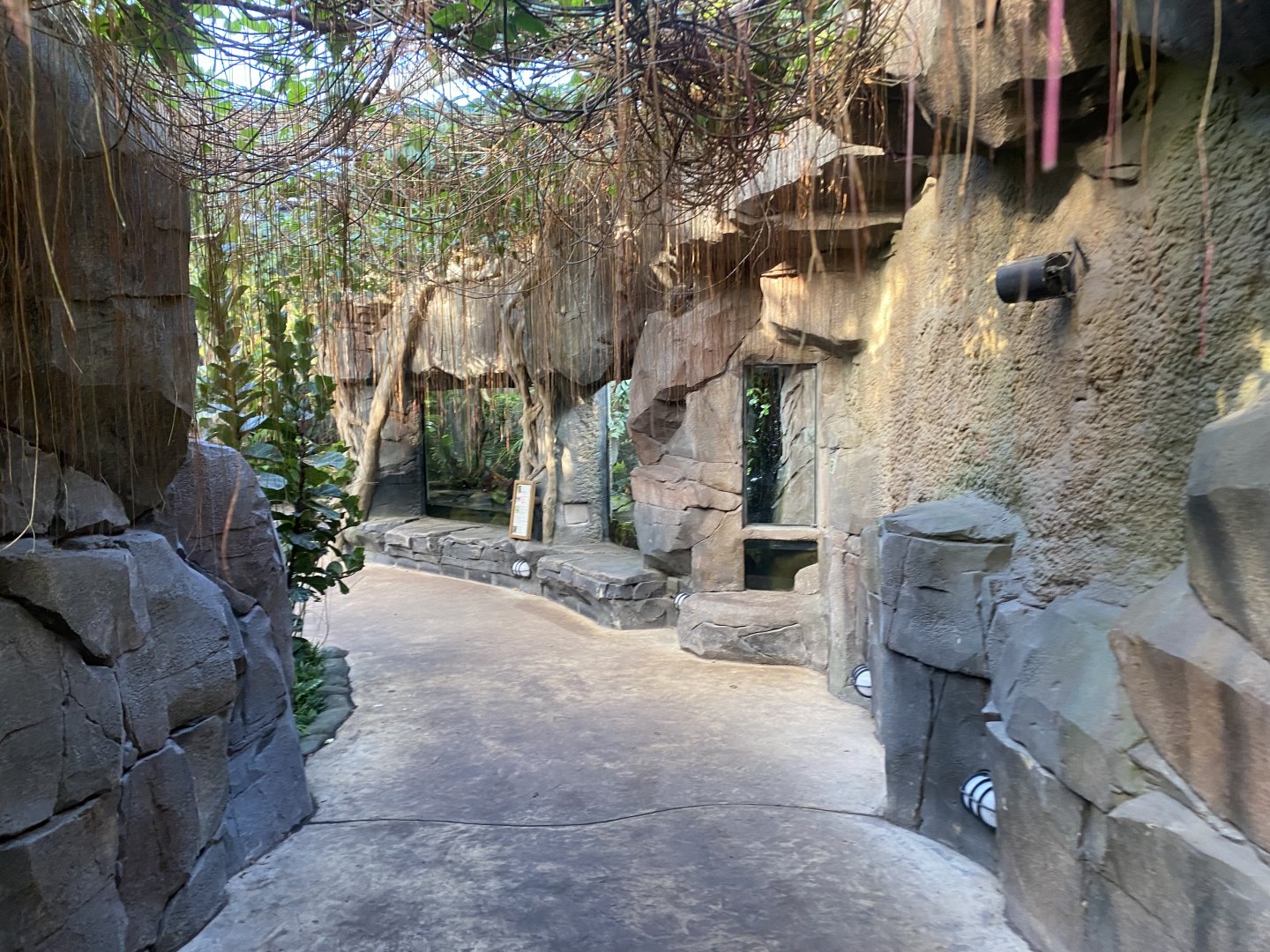 Monsoon Forest 241123