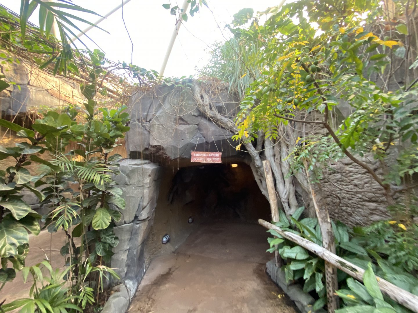 Monsoon Forest 241123