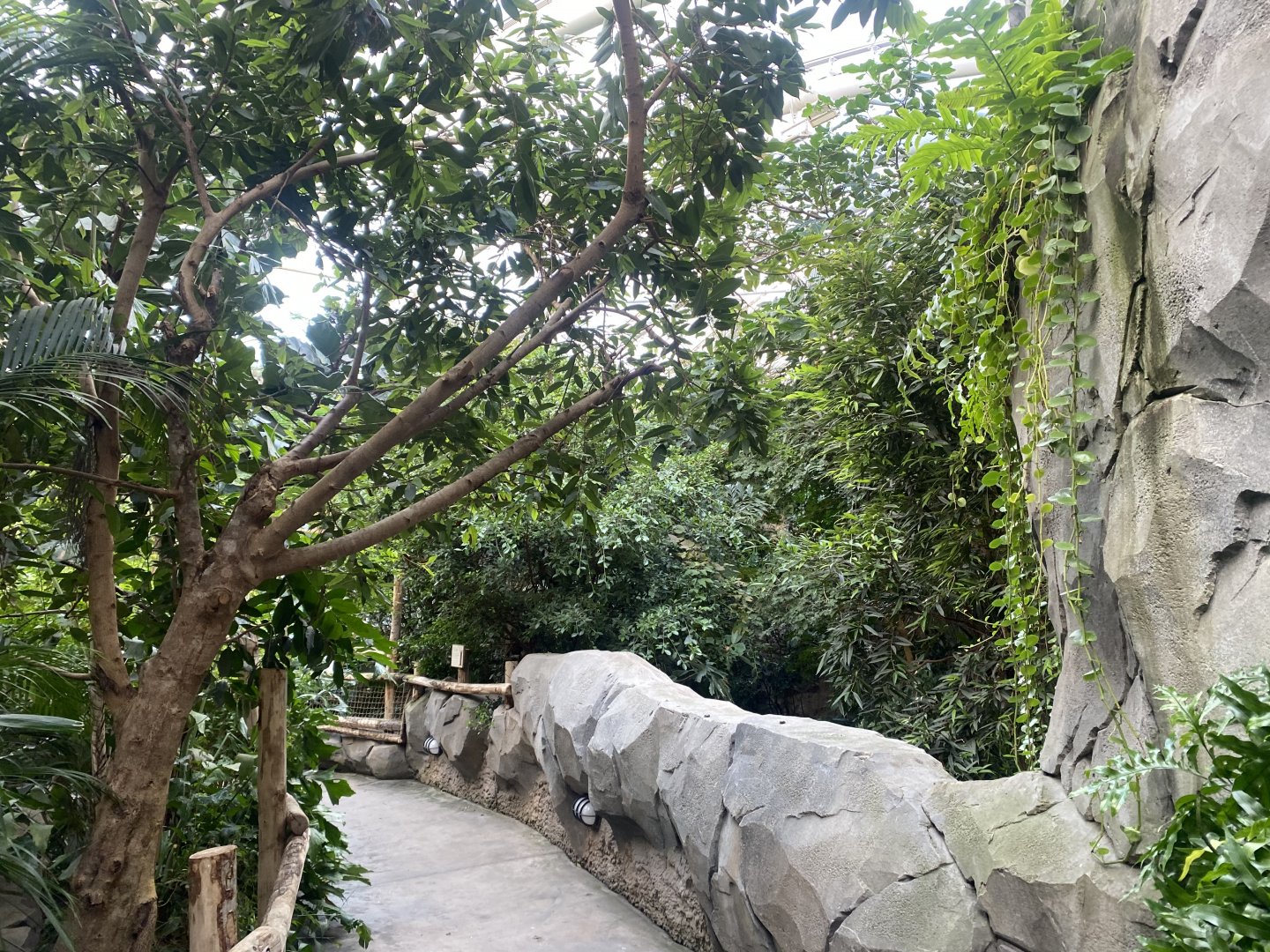 Monsoon Forest 241123