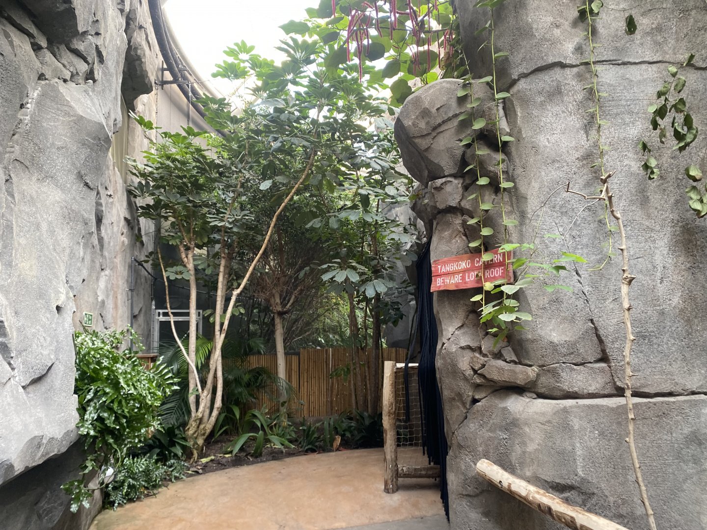 Monsoon Forest 241123