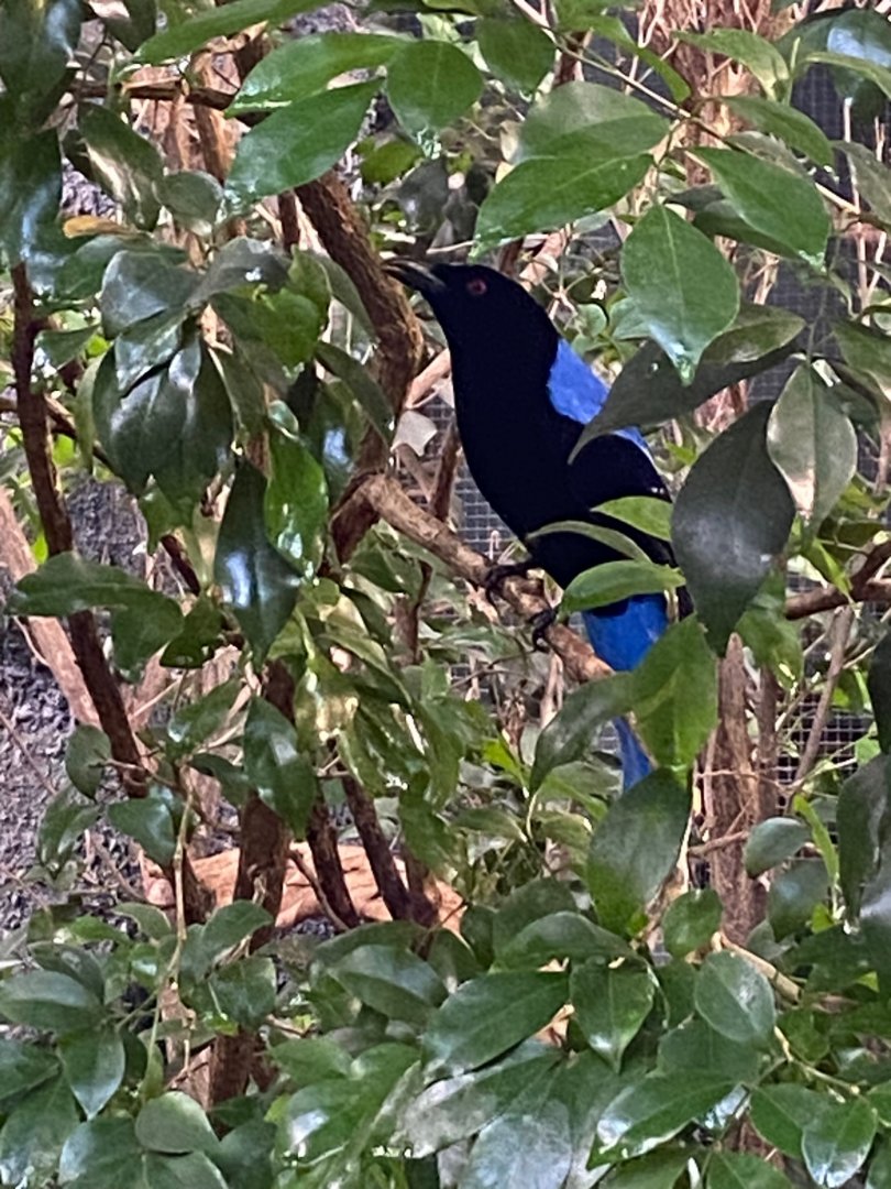 Monsoon Forest - Asian fairy-bluebird 241123