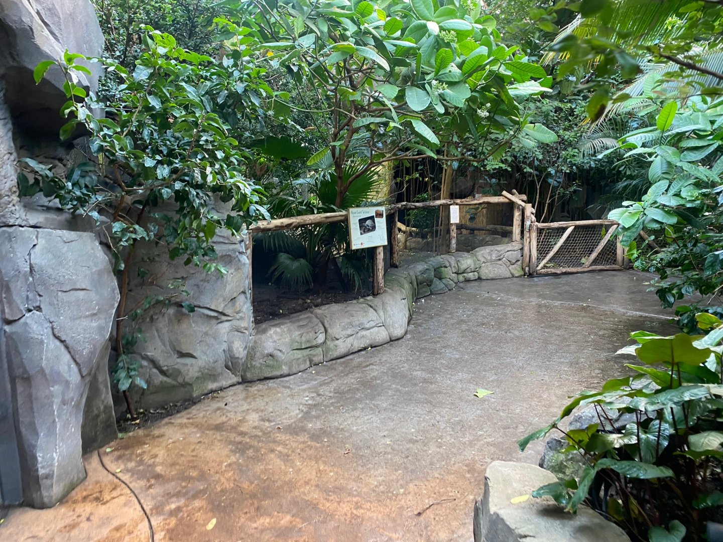 Monsoon Forest - Asian giant tortoise exhibit 241123