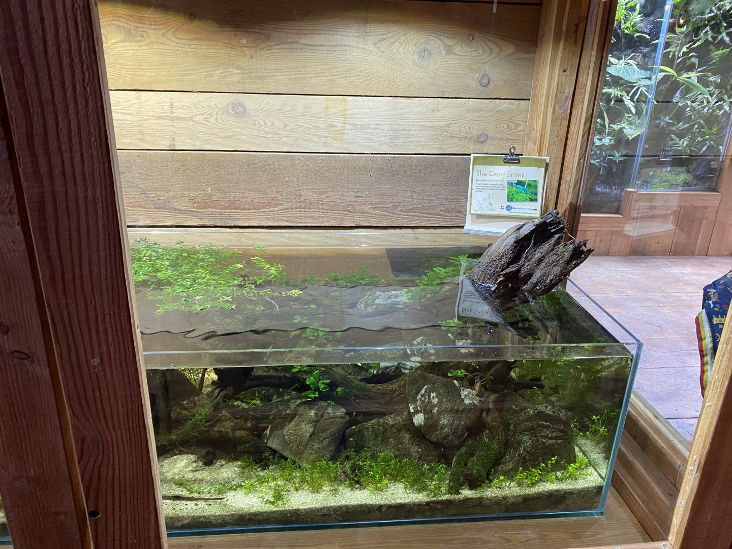 Monsoon Forest - Blue cherry shrimp exhibit 181021