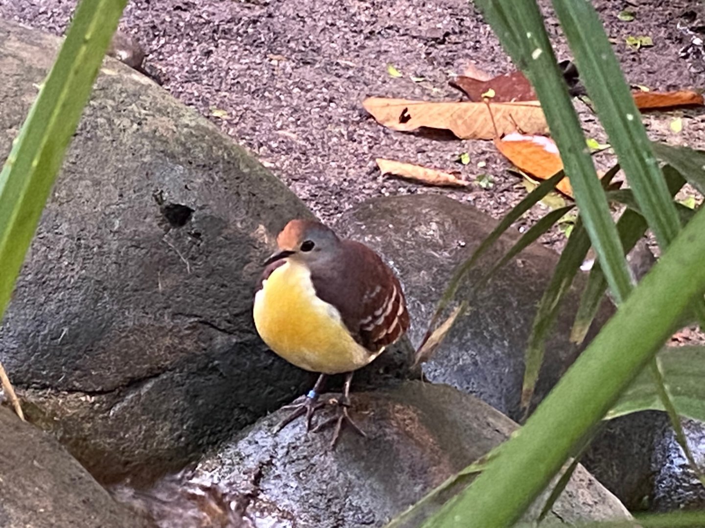 Monsoon Forest - Cinnamon ground-dove 241123