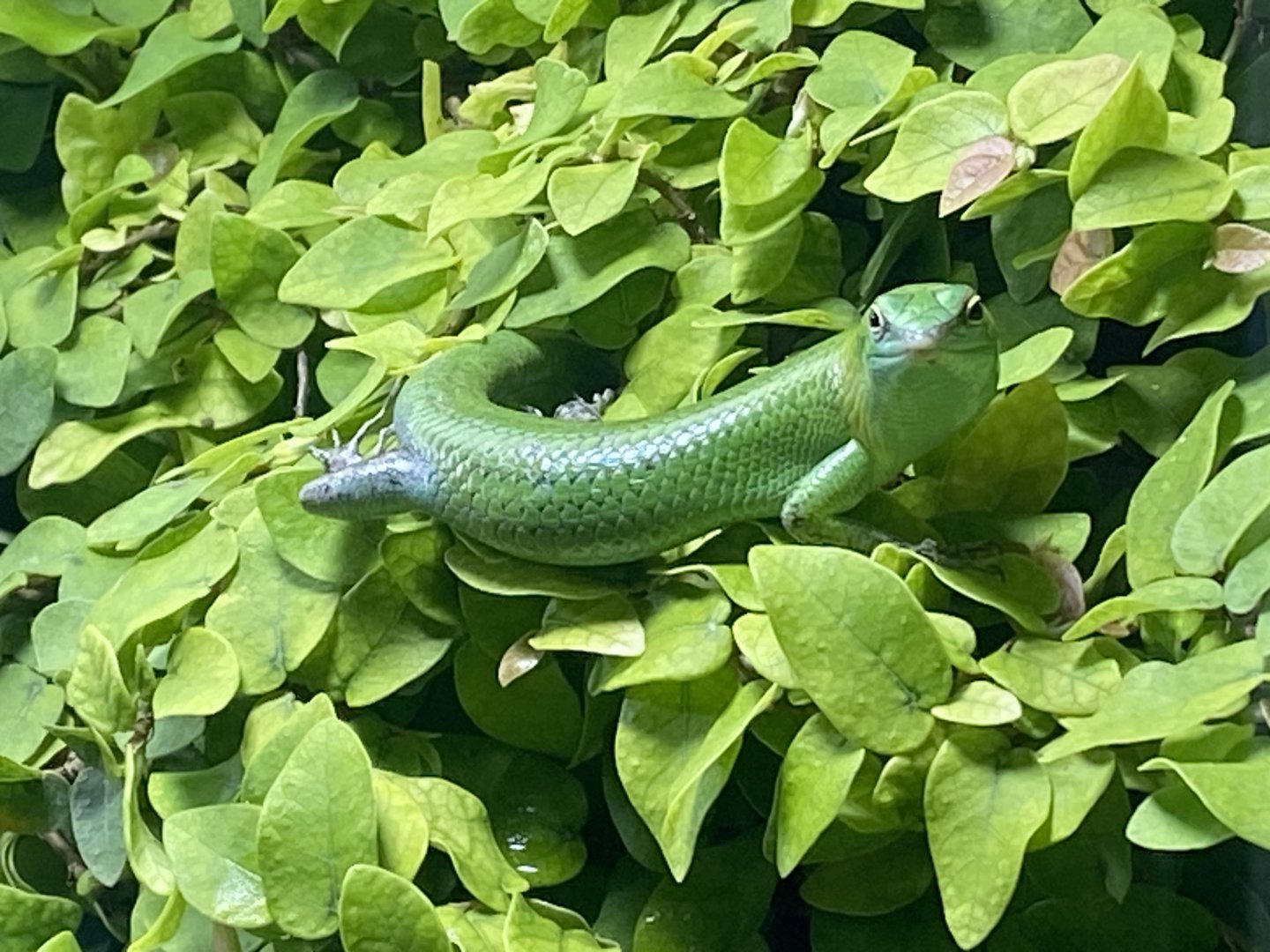 Monsoon Forest - Emerald skink 241123
