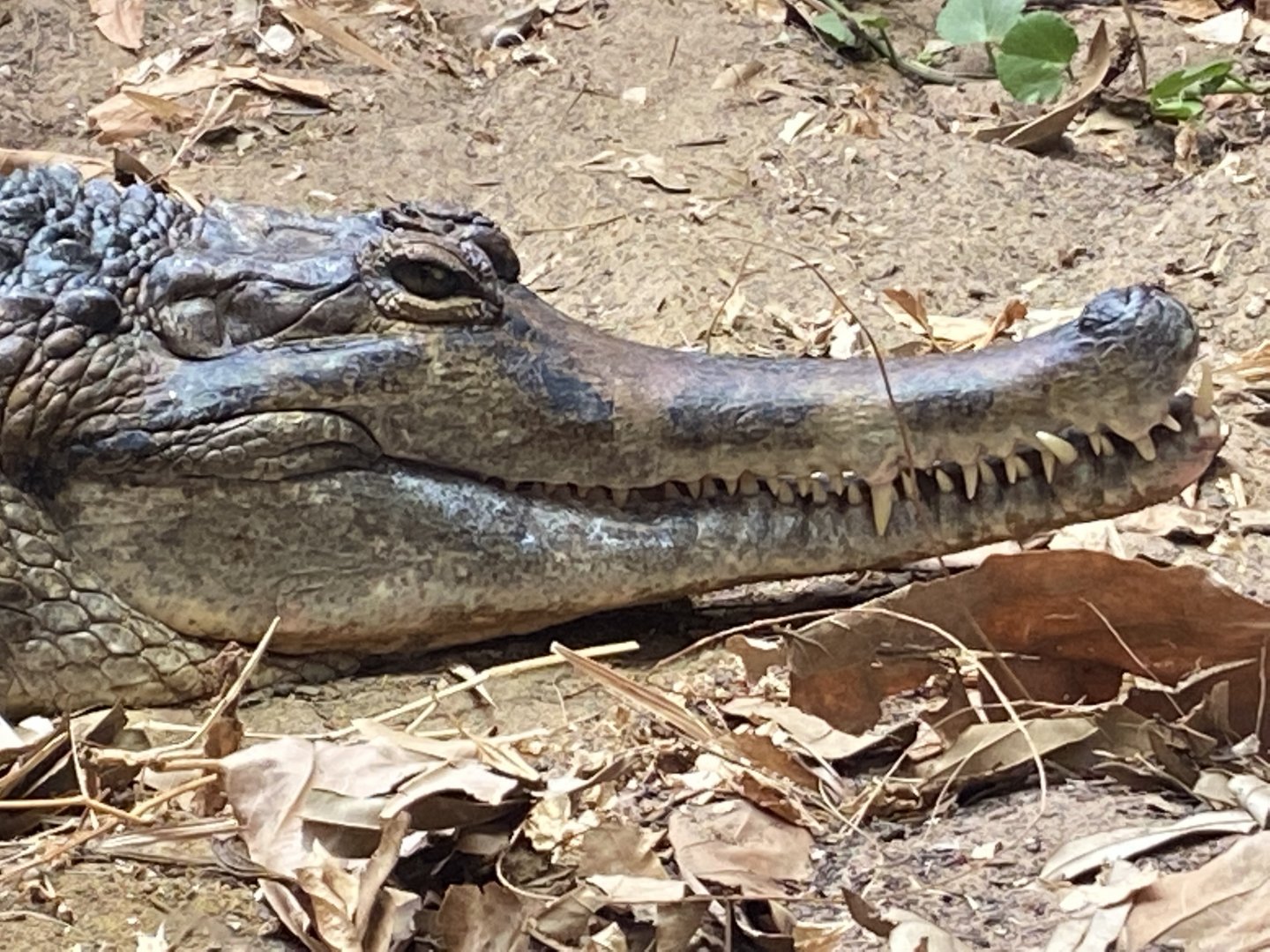 Monsoon Forest - False gharial 181021