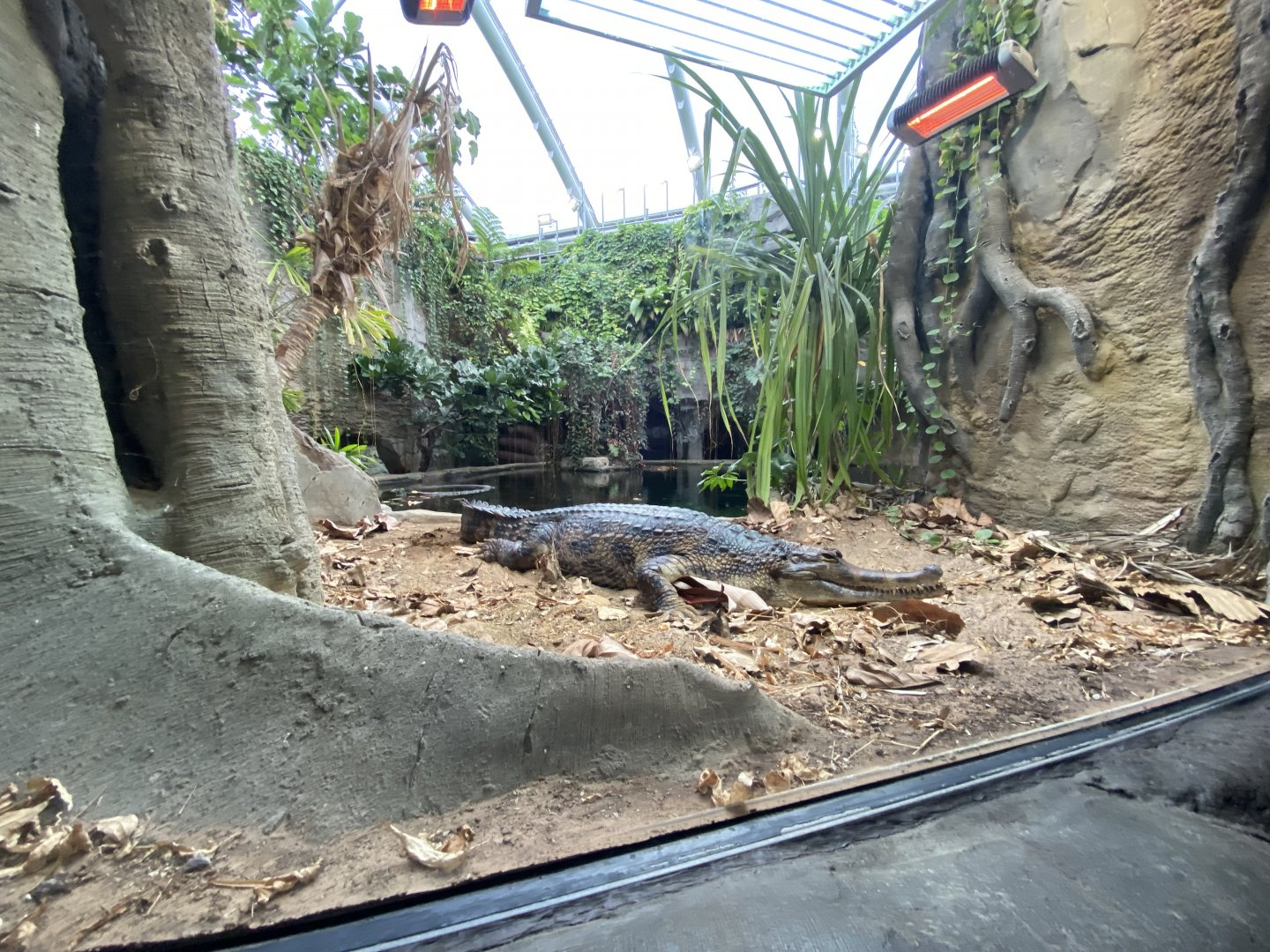 Monsoon Forest - False gharial exhibit 181021