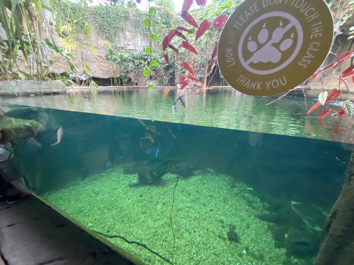 Monsoon Forest - False gharial exhibit 181021