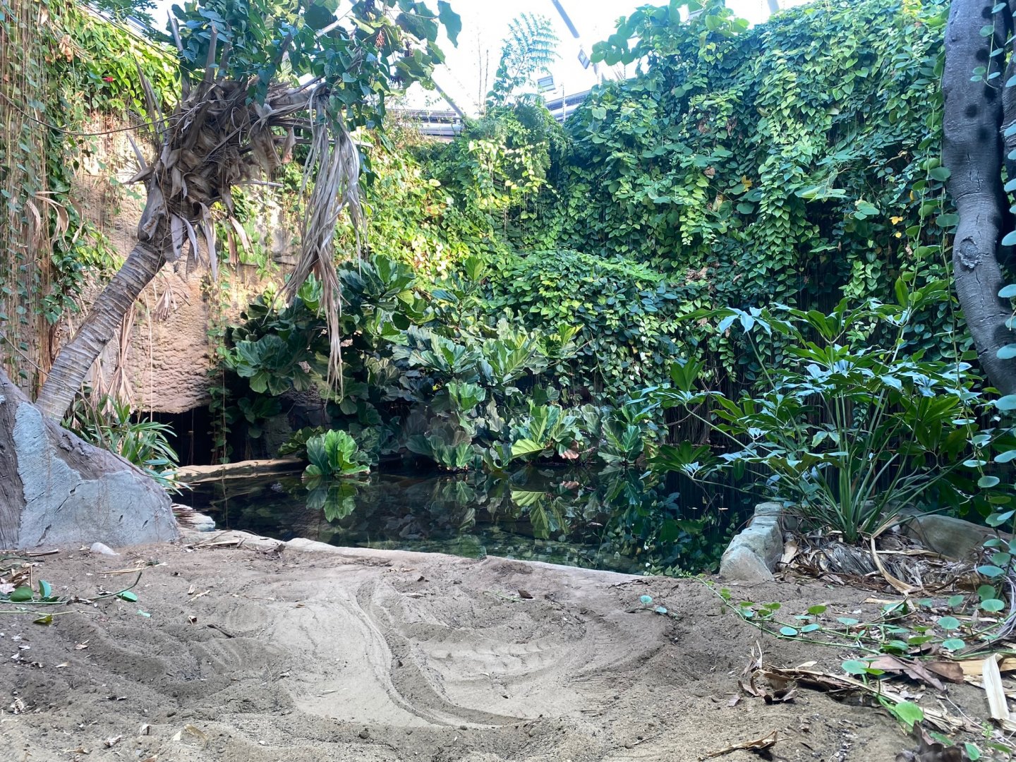 Monsoon Forest - False gharial exhibit 241123