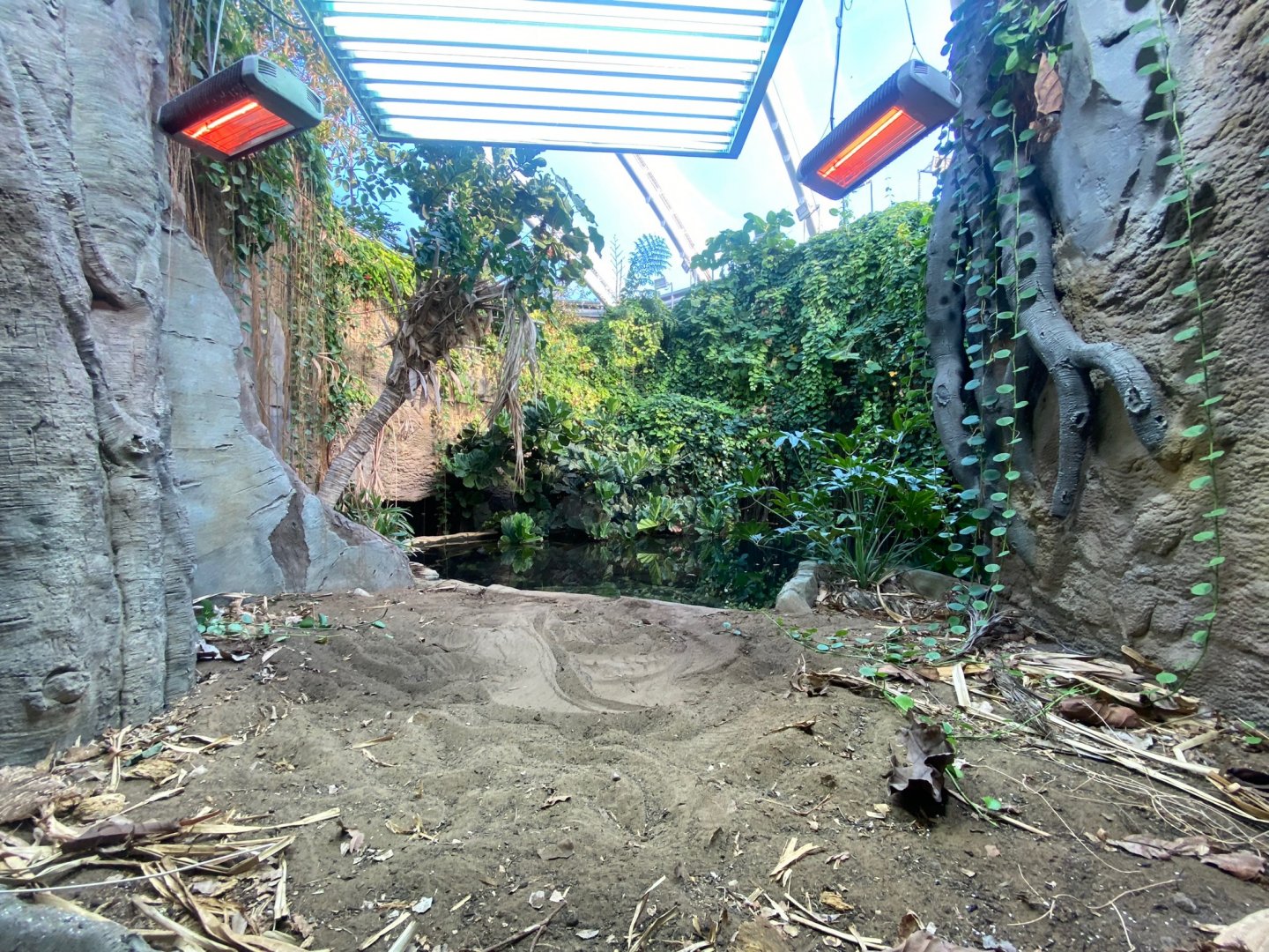 Monsoon Forest - False gharial exhibit 241123