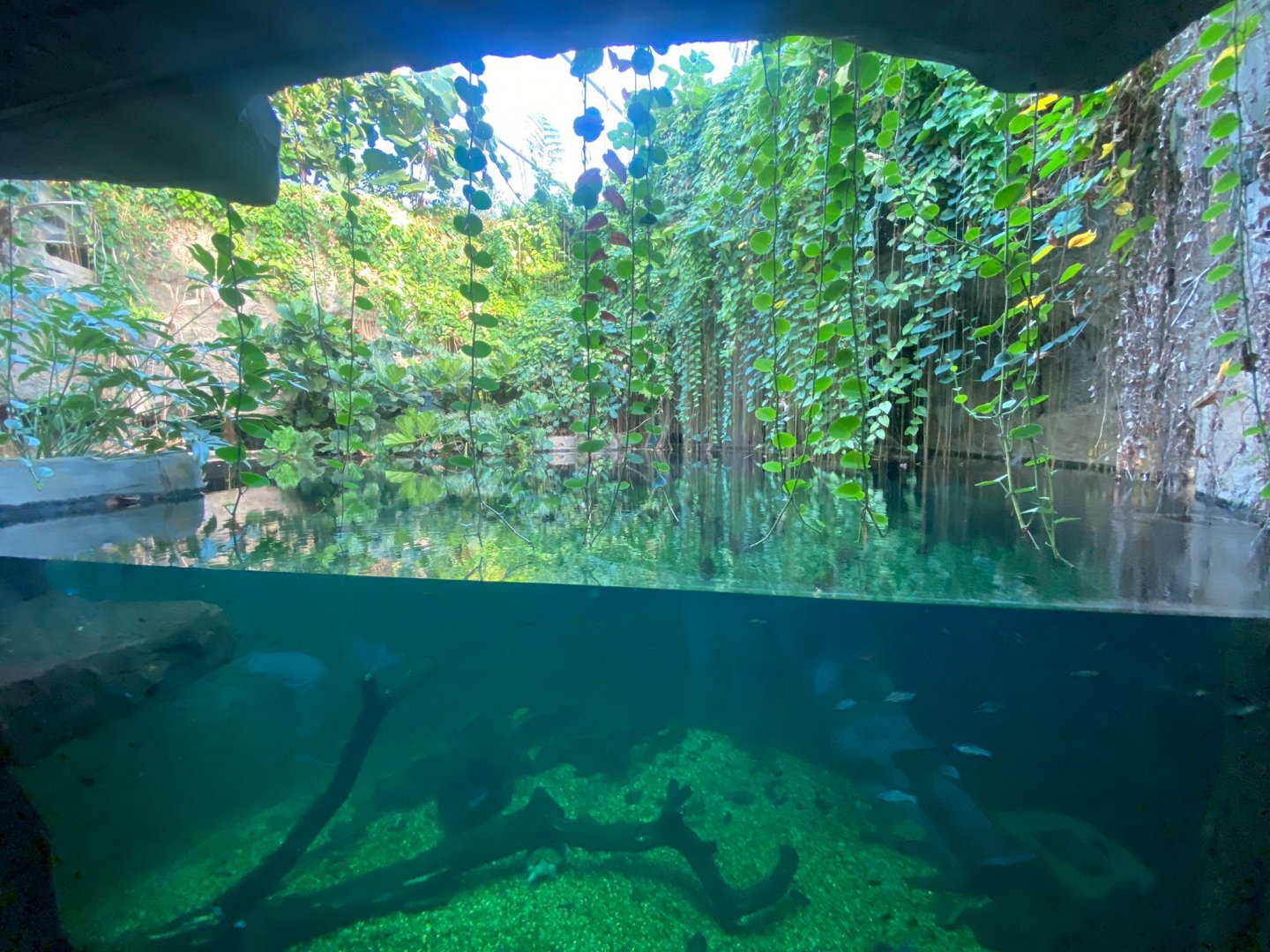 Monsoon Forest - False gharial exhibit 241123