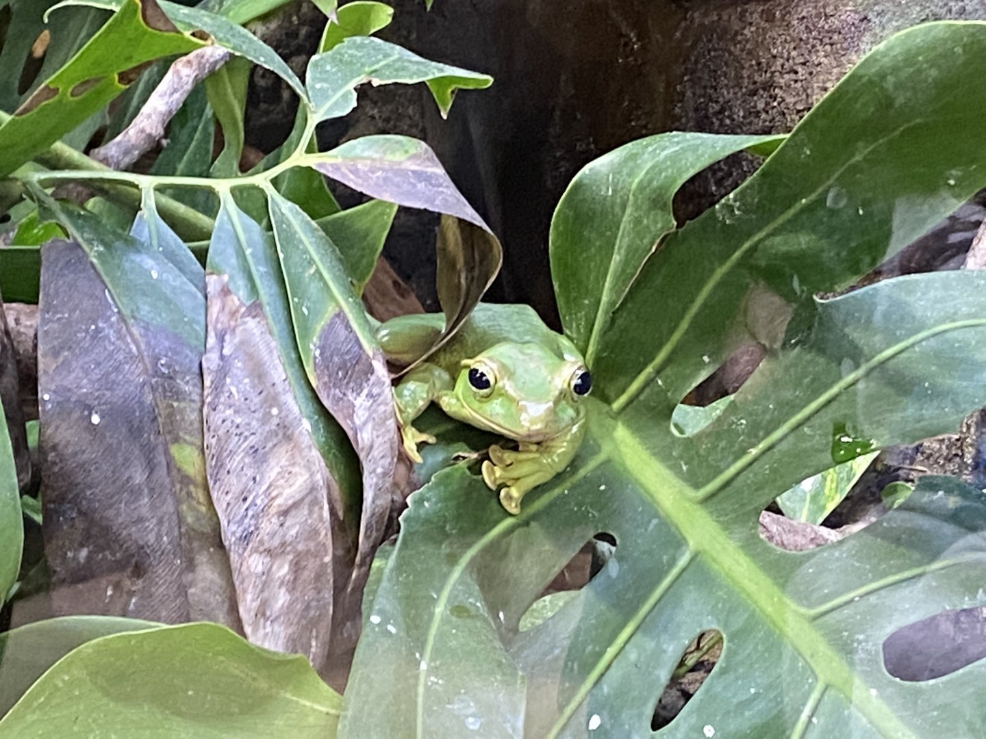 Monsoon Forest - Fea's treefrog 181021