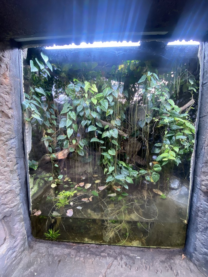 Monsoon Forest - Green crested lizard, Fea’s treefrog exhibit 241123