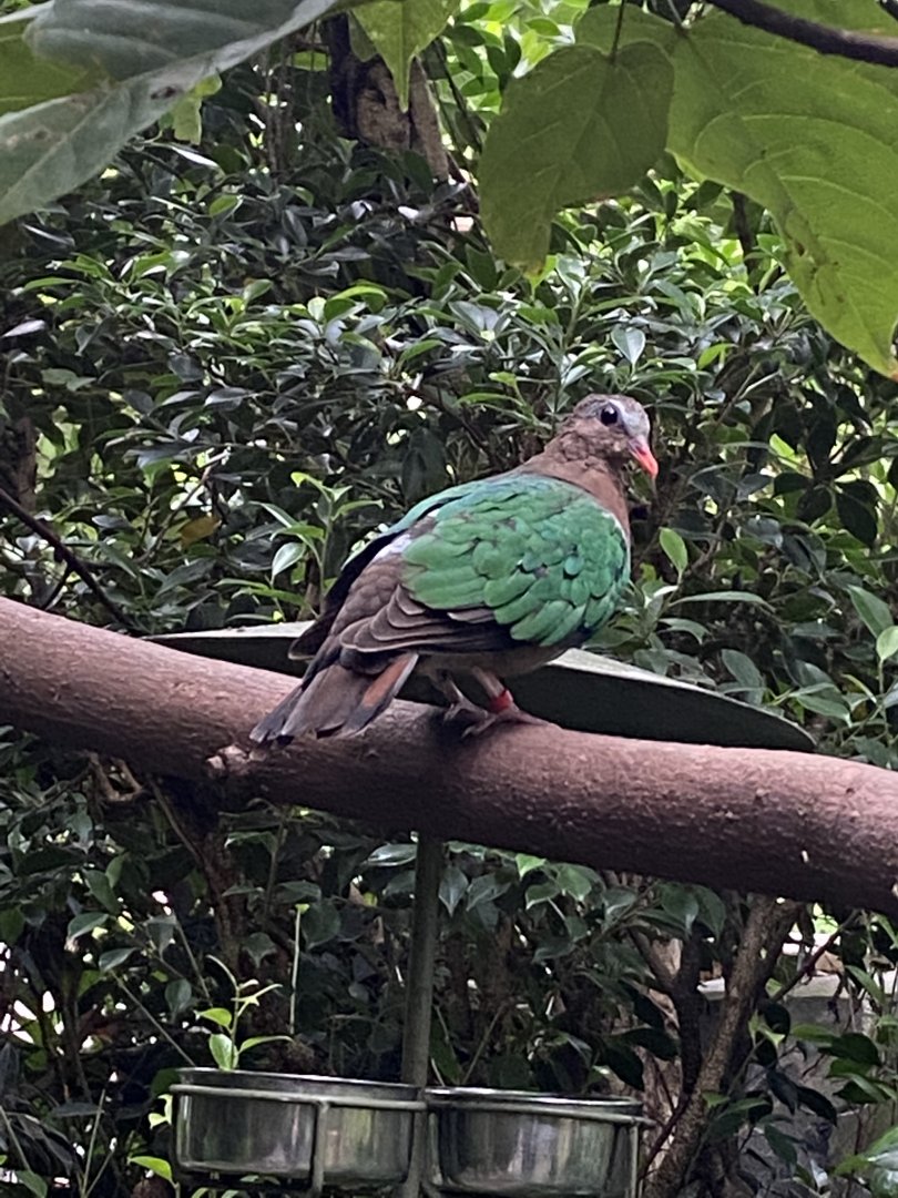 Monsoon Forest - Grey-capped/Common emerald dove 181021