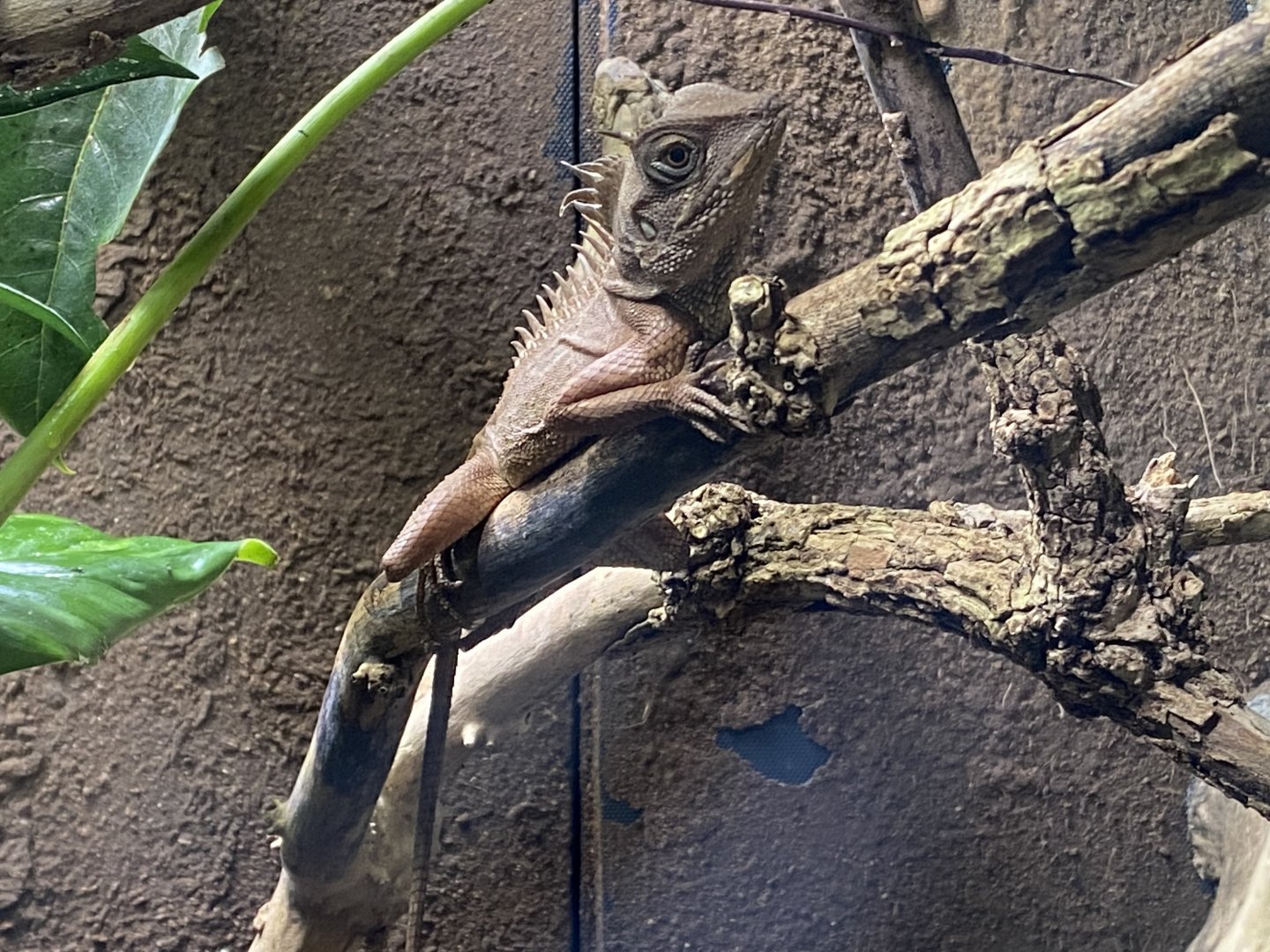 Monsoon Forest - Horn-headed lizard 241123