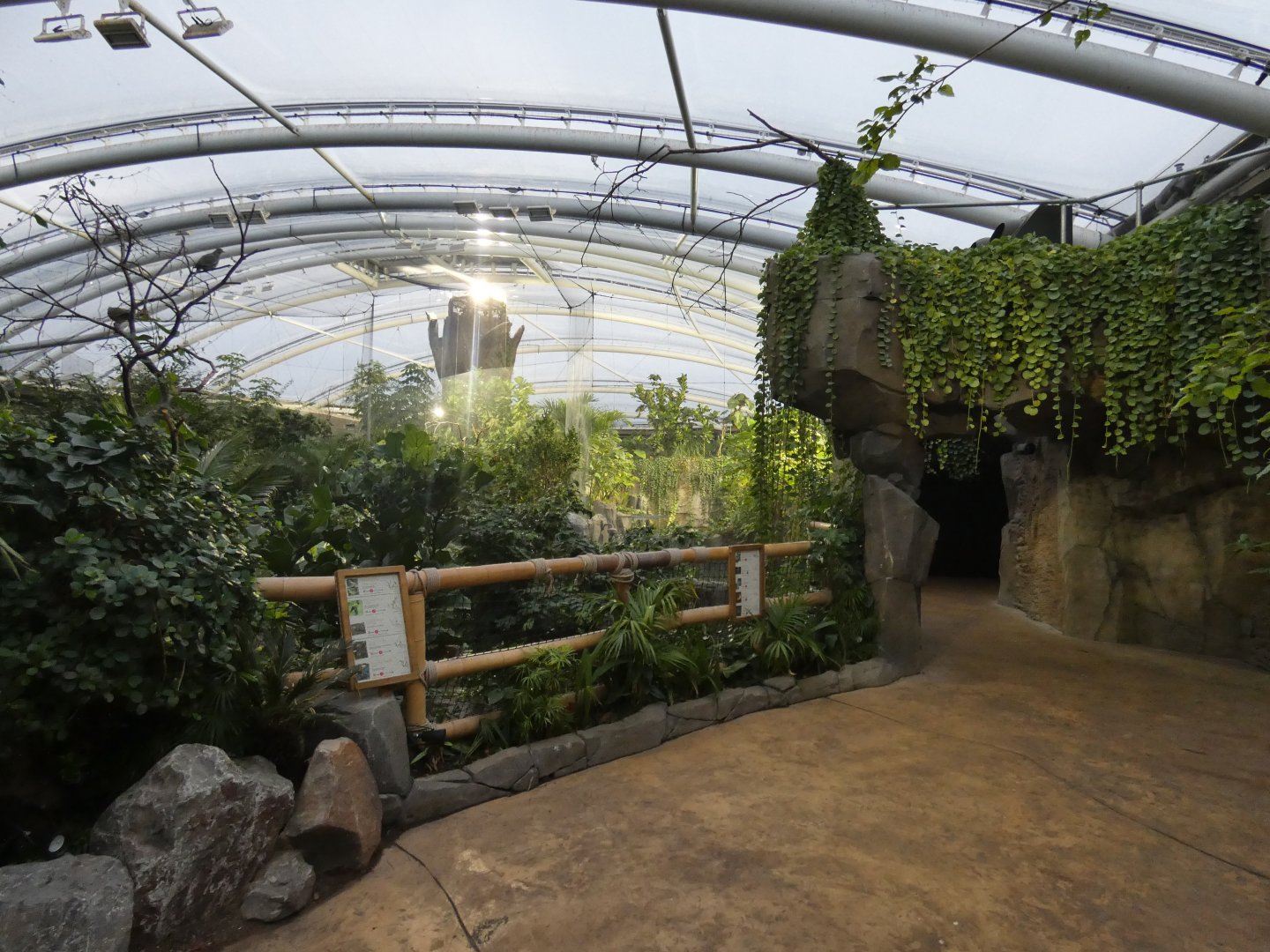 Monsoon Forest in the evening