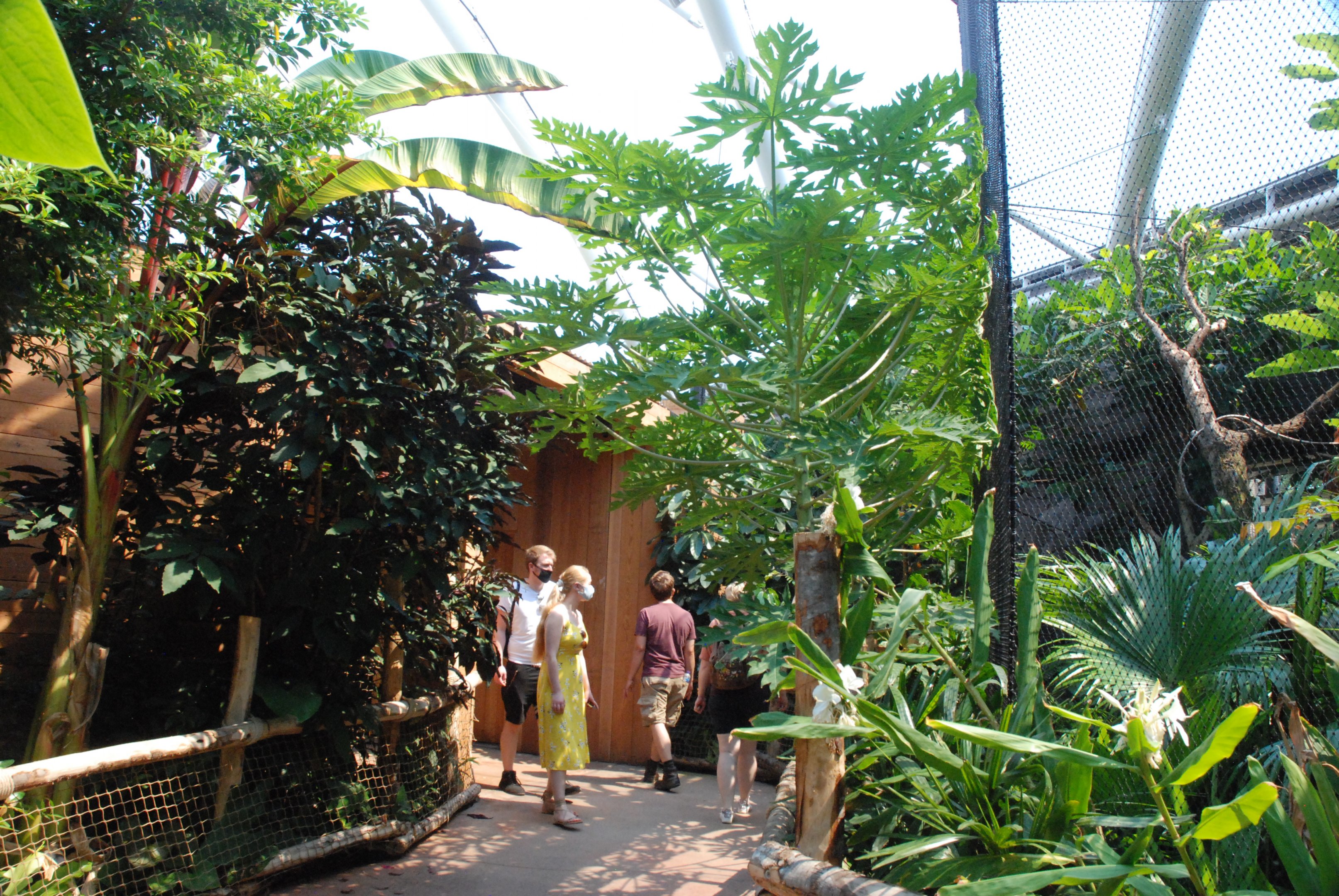 Monsoon Forest Interior at Chester, 20th July 2021