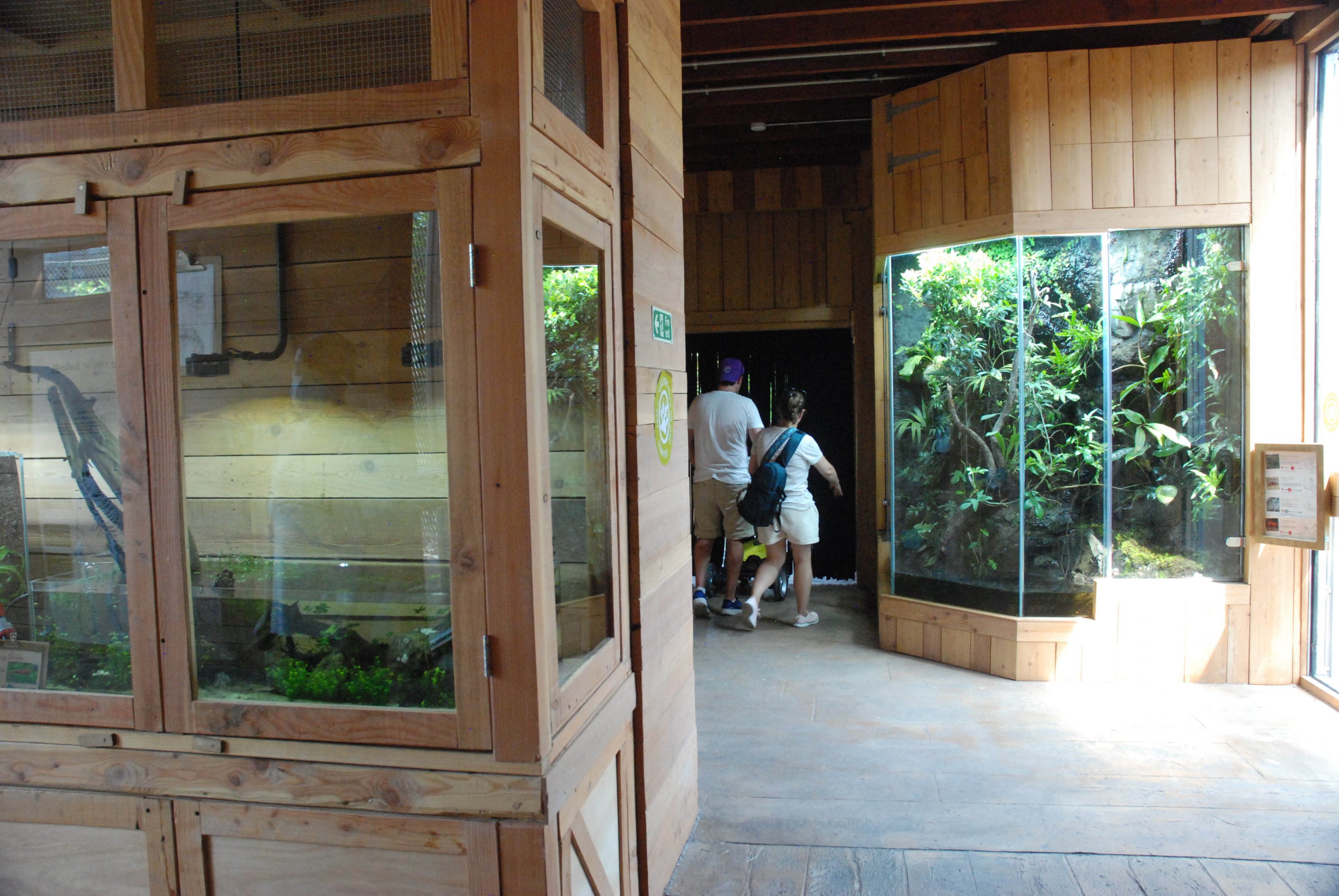 Monsoon Forest Interior at Chester, 20th July 2021