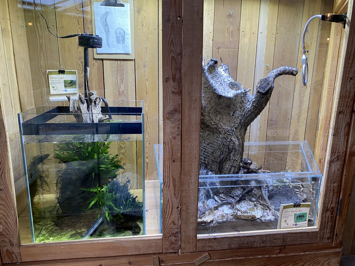 Monsoon Forest - Inverebrate exhibits 181021