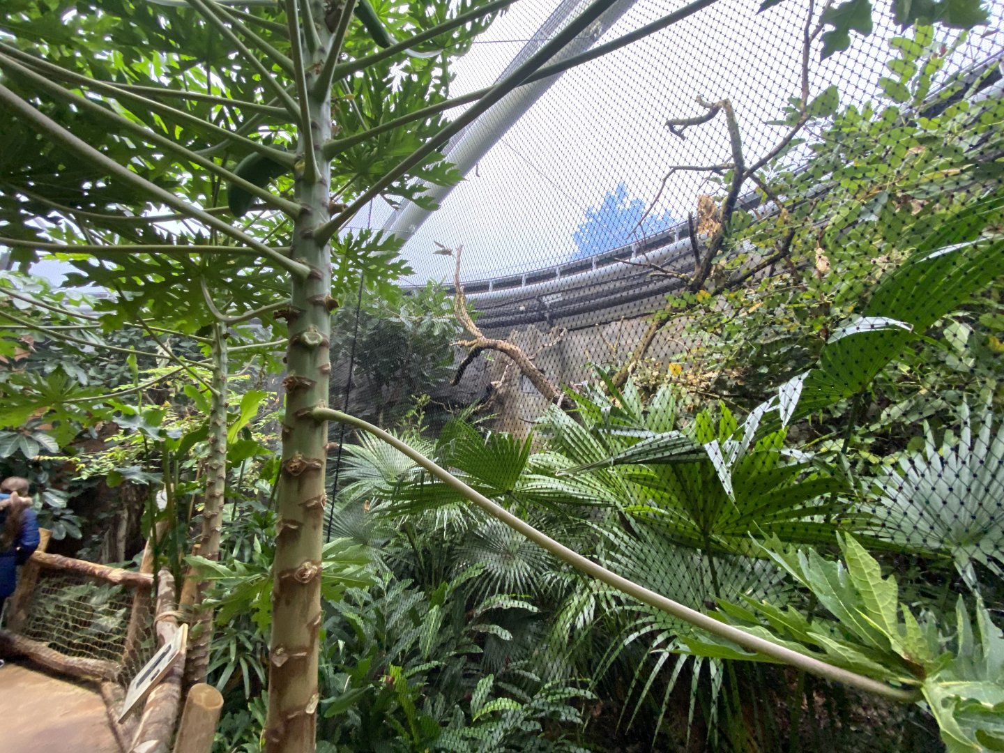 Monsoon Forest - Javan rhinoceros hornbill aviary 181021