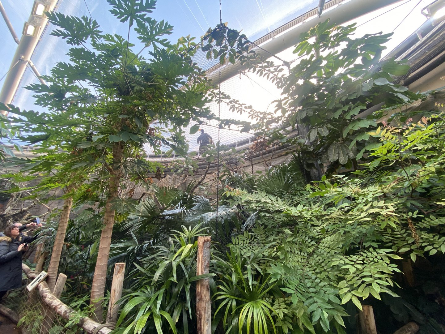 Monsoon Forest - Javan rhinoceros hornbill aviary 241123