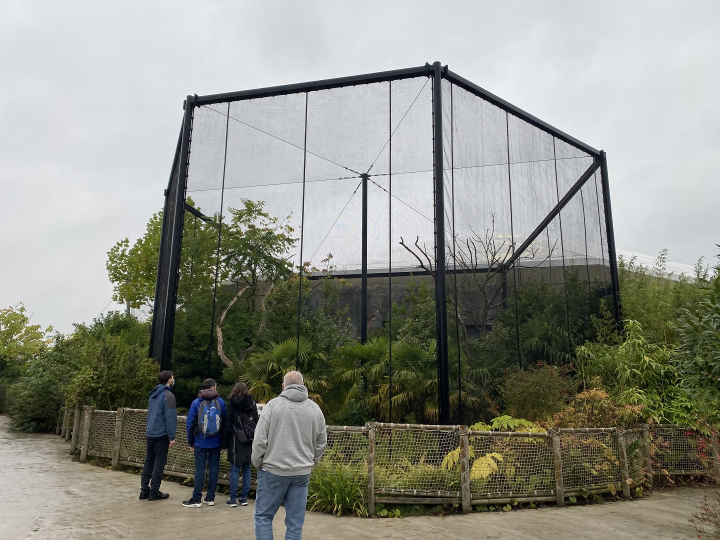 Monsoon Forest - Javan rhinoceros hornbill outdoor aviary 181021