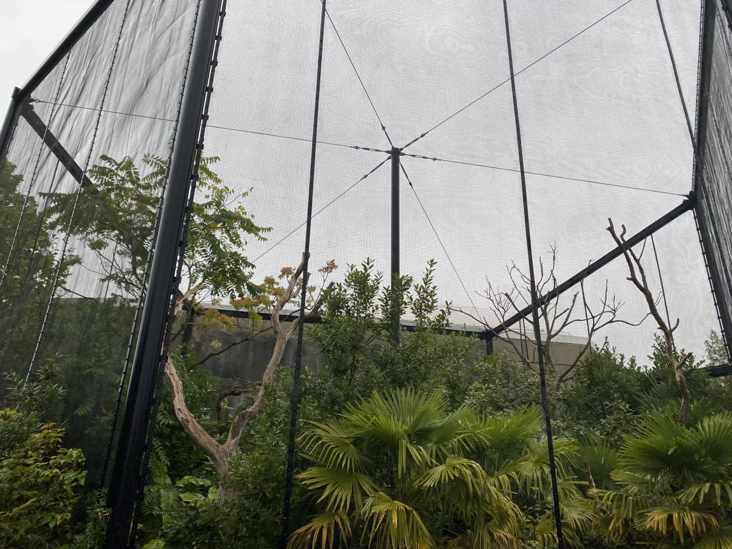 Monsoon Forest - Javan rhinoceros hornbill outdoor aviary 181021