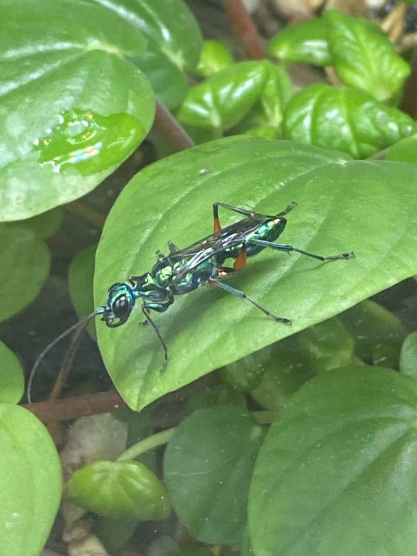 Monsoon Forest - Jewel wasp 241123