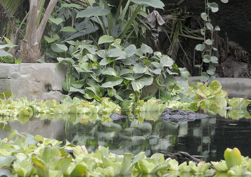 Monsoon Forest: male false gharial