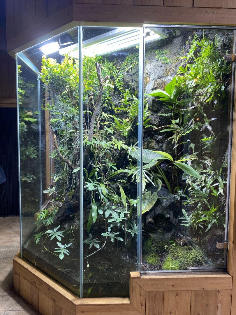 Monsoon Forest - Mixed exhibit 181021