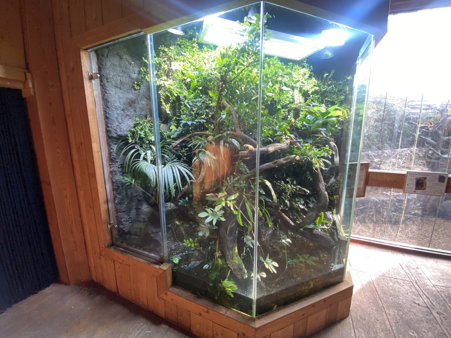 Monsoon Forest - Mixed exhibit 241123