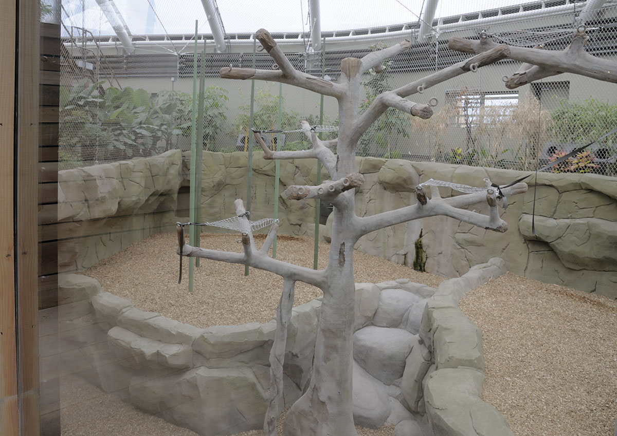 Monsoon Forest: north west orang enclosure