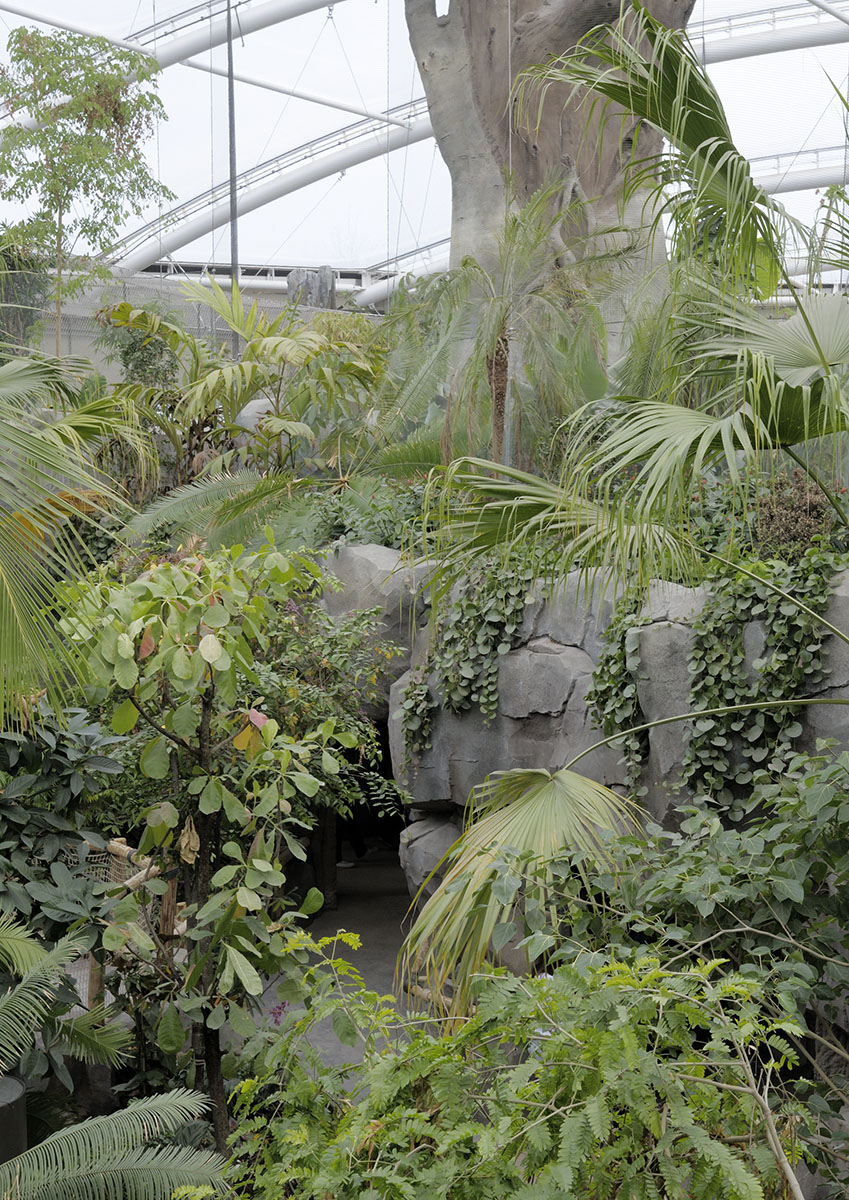 Monsoon Forest: planting