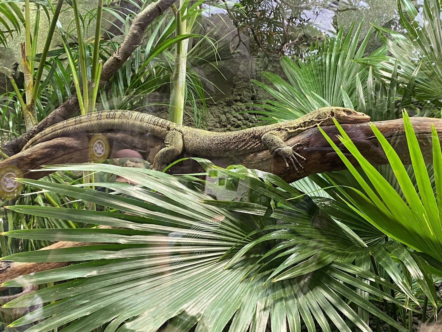 Monsoon Forest - Quince monitor 181021